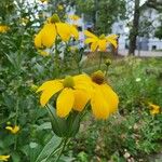 Rudbeckia laciniataফুল