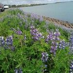 Lupinus nootkatensis Хабит