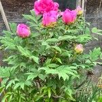 Paeonia × suffruticosaΛουλούδι