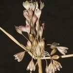 Allium savii Fruto