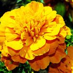 Tagetes erecta Virág