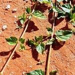 Boerhavia erecta Blad