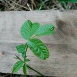 Toxicodendron diversilobum Hoja