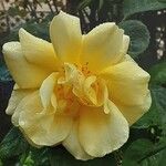 Rosa xanthina Квітка