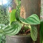 Peperomia argyreia Folha