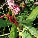 Persicaria amphibia പുഷ്പം