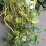 Peperomia serpens Frunză