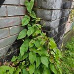 Calystegia silvaticaعادت داشتن