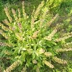 Salvia officinalis Folla