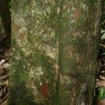 Pradosia ptychandra Bark