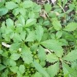 Potentilla anglica Hoja