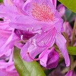 Rhododendron ponticum Цветок