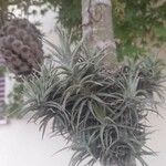 Tillandsia aeranthos 葉