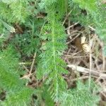 Achillea odorataFolha