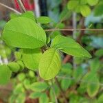 Flueggea virosa Leaf