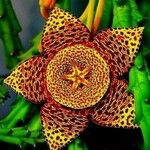 Orbea variegataFlower