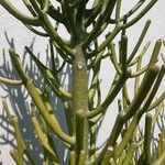 Euphorbia aphylla Corteza