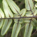 Hemionitis dura Leaf