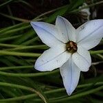 Ipheion uniflorum Flower