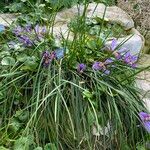 Iris unguicularis Cvet
