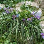 Iris unguicularis Flower