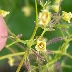 Cotinus obovatus ফুল