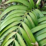 Ceratozamia mexicana Hoja