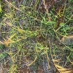 Aristida adoensis Flower