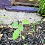 Helianthus petiolarisLeaf