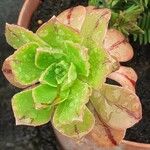 Aeonium leucoblepharum Liść