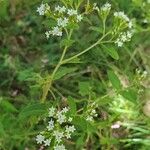 Stevia ovata Flor