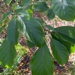 Pterostyrax corymbosus List