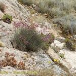 Limonium insigne Habit