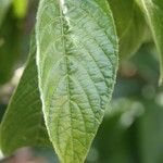 Aphelandra sinclairiana Leaf