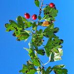 Crataegus monogyna عادت داشتن