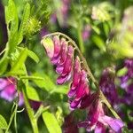 Vicia eriocarpa Blodyn