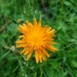 Crepis aurea Çiçek