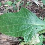 Neurolaena lobata Leaf