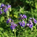 Phacelia congesta موطن