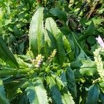 Physostegia virginiana Blatt