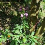 Cleome houtteanaHabit