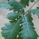 Quercus canariensis Leaf
