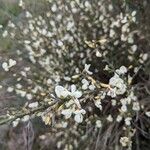 Cytisus multiflorus Flower