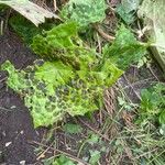 Podophyllum cv. 'Kaleidoscope' Leaf