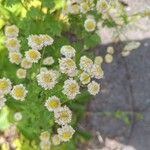 Tanacetum parthenium Flower