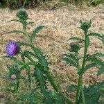 Carduus crispus Συνήθη χαρακτηριστικά