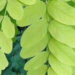 Robinia viscosa Листок