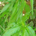 Persicaria hydropiper Habit