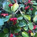 Crataegus persimilisПлод