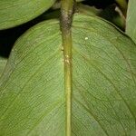 Gnetum leyboldii Leaf